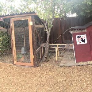 panoramic of the coop/run. We built the run around a small shrub (the bottom 1/3 of which has been eaten) the coop itself is under the canopy of a redwood in the yard.  We  added an automatic door making these chickens some of the more spoiled ones out there. They roam back yard almost everyday, on a mission to turn over every leaf, rock and piece of mulch.
