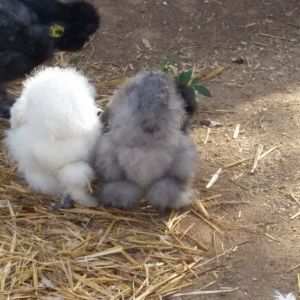 I think the back end of this blue silkie, if you look at it carefully, it looks like a stuffed animal, it's got a face, a belly, 2 arms and 2 legs.....