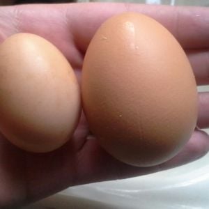 Dec. 22, 2015.  Today I found the little egg in the other chicken coop.  It's the first egg laid by my second flock of chickens, a black star if I'm correct. She is 6 months and 10 days old.  (the other egg is from my older red star).  I'm so proud!!