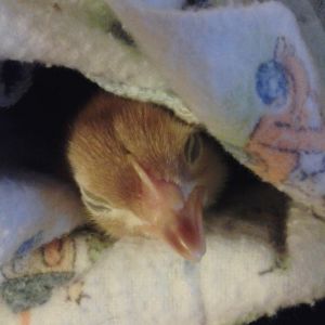 3 day old rhode island red :)