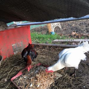 Memphis & Betty (RIP)