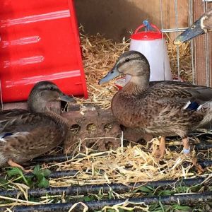 The bothers at age 20 weeks with goose(RIP)