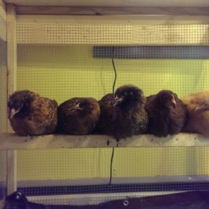 5 little chicks, sitting on a roost