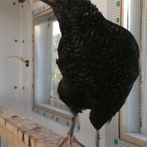 Kendall, the Silver Cuckoo Marans