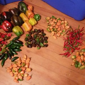 Peppers!  First harvest 2015  Bell, Cajun Bell, Jalapeno, Cayenne, Habanero and Chocolate Habanero.