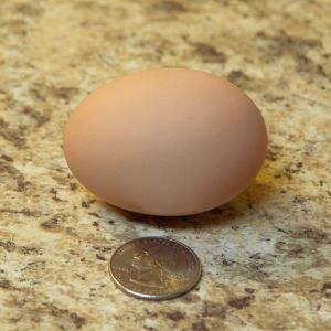 Frannie's first egg! Christmas day 2015