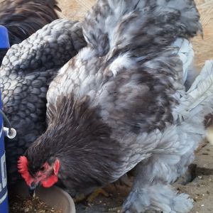 Blue Cochin "Cochi" 33 weeks