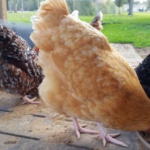 Speckled Sussex "Dotty" 36 weeks and Buff Orpington "Blondie" 37 weeks