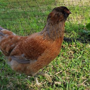 Easter Egger "Joan" 26 weeks