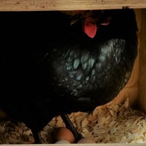Black Australorp "Pearl" 37 weeks