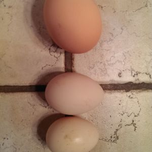 A typical egg from a one year old RIR and two bantam eggs, one bantam orpington egg that is slightly bigger than an old english bantam egg.