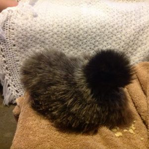 This is my Silkie, Cazzy. Cazzy sadly passed away last year, from some sort of sickness. She was a very good hen, and I loved her to bits!