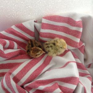 These are two of my baby quails, Honey and Cocoa. They were so cute!