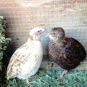 Nutmeg and Tiger; the perfect quail examples :)