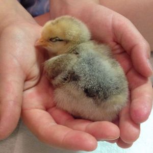 Alexander, falling asleep in my hands.