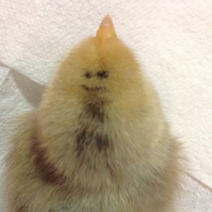 Does it get cuter? A smiley face?? On the back of a chick's head? Alexander is one chick that can't be more unique!