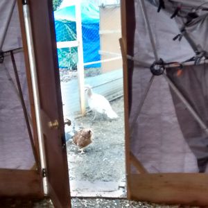 the man door to the outside of my coop, my chickens like to stay in the coop most the day
