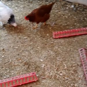 this is the floor and 3 plastic feeders I use, as my chickens kept knocking them over I am using tent stakes to keep them upright.