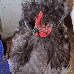 Blue Cochin "Cochi" 33 weeks