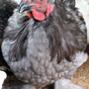 Blue Cochin "Cochi" 33 weeks