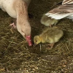 Baby gosling discusses the edibles available in the barnyard...
