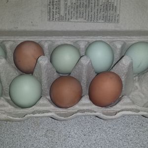 Amerameraucana and barred rock eggs