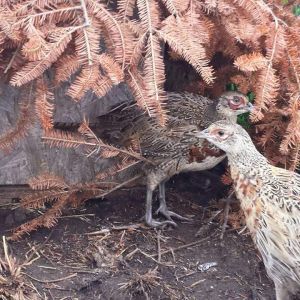 Young ringneck pheasants