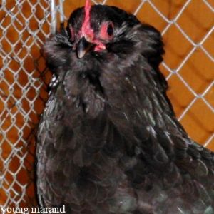 Marandi


a.k.a. Black Azerbaijan