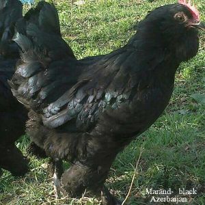 Marandi


a.k.a. Black Azerbaijan