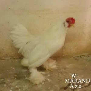 WAHITE marand