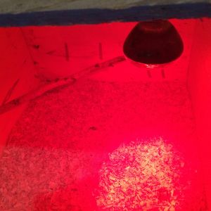 A little baby roost :)