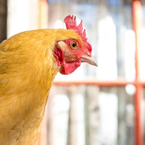 Chica (Buff Orpington)