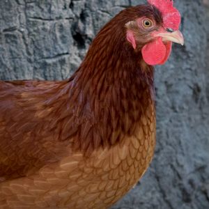 Esther (Rhode Island Red)