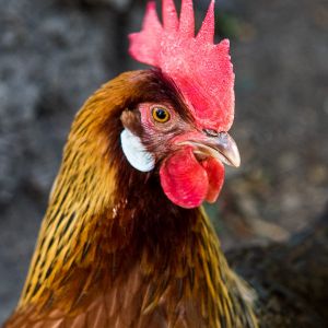 Racer a brown leghorn and professional photo model