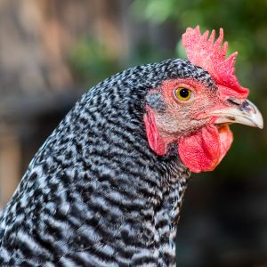 Regina (Barred Rock)