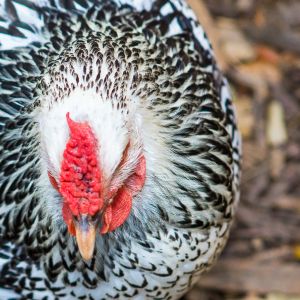 Tiki (Silver-Laced Wyandotte)