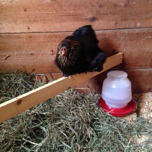 Diana - one of our brown red hens, mother to some of our youngsters