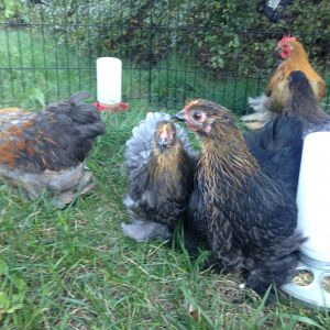 Mixed group of youngsters enjoying the sun end of October 2015. This shows the lacing on some of the pullets.