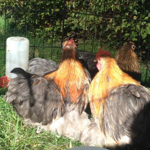 Two of the young grow-out roosters, from shipped eggs so unrelated to most of the other youngsters.