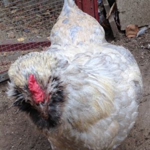 Deedee showing off her new blue feathers, almost done molting