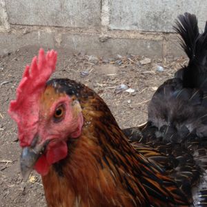 Phyllis. It's hard to take her picture, because she is always RIGHT there!