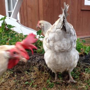 Deedee got photobombed while showing off her perfectly fluffy butt