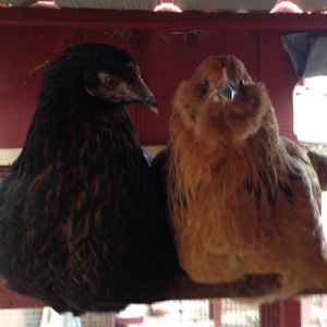 Residents 9 and 10: Phyllis Jr (black sex link) and Charlie the Easter Egger (she looks so funny so I named her Charlie). I got Charlie from a farmer in exchange for Aztec the rooster (aka Tio, who was supposed to be Tia...) and she was too small to integrate into the flock. The flock was mean to her and she was terrified. I had to keep her in separate quarters until she was full-grown. She was lonely in her separate coop/run, so I got her a friend....this black sex link of the same age.