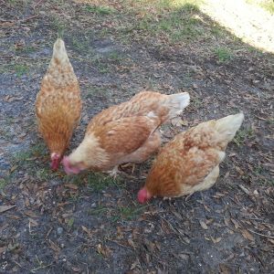 My 2nd group of chickens