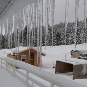 The new Duck House, on the far left. My DH finished it just before Christmas 2015, YA! the ducks LOVE IT!