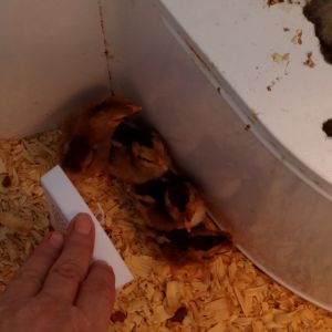 Chicks hatched this past weekend