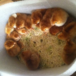 One day old baby rhode island red chicks.