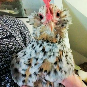 This is Tilly the Mille Fleur D'uccle hen.  She has become a bit too attached to humans.