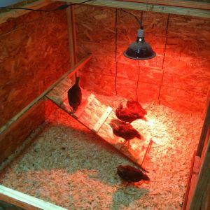 I want to build an elevated 2 story coop when I move them outside, so I thought I should get them used to the idea of a ramp.