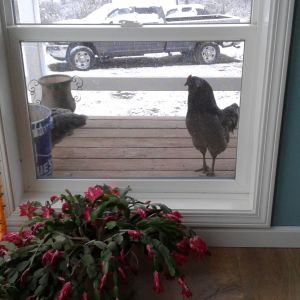 The chicks I hatched in my bator.